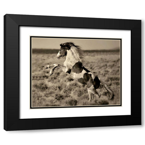 Wild Painted Pony Black Modern Wood Framed Art Print with Double Matting by Dearing, Lisa