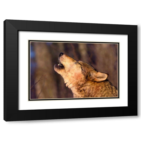 Lonesome Howl Black Modern Wood Framed Art Print with Double Matting by Dearing, Lisa