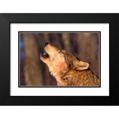 Lonesome Howl Black Modern Wood Framed Art Print with Double Matting by Dearing, Lisa