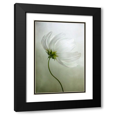 Cosmos Charisma Black Modern Wood Framed Art Print with Double Matting by Disher, Mandy