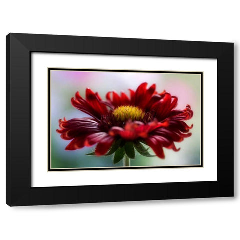 Flame Black Modern Wood Framed Art Print with Double Matting by Disher, Mandy