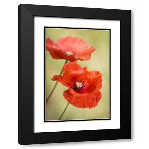 Papaver Passion Black Modern Wood Framed Art Print with Double Matting by Disher, Mandy