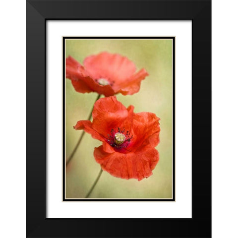 Papaver Passion Black Modern Wood Framed Art Print with Double Matting by Disher, Mandy