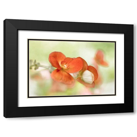 Summer Glow Black Modern Wood Framed Art Print with Double Matting by Disher, Mandy