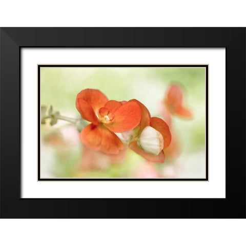 Summer Glow Black Modern Wood Framed Art Print with Double Matting by Disher, Mandy