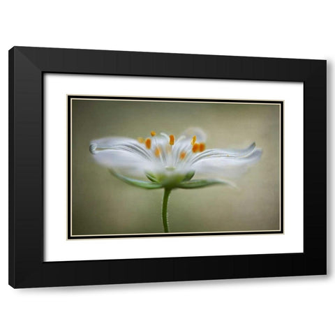 Summer Swirl Black Modern Wood Framed Art Print with Double Matting by Disher, Mandy