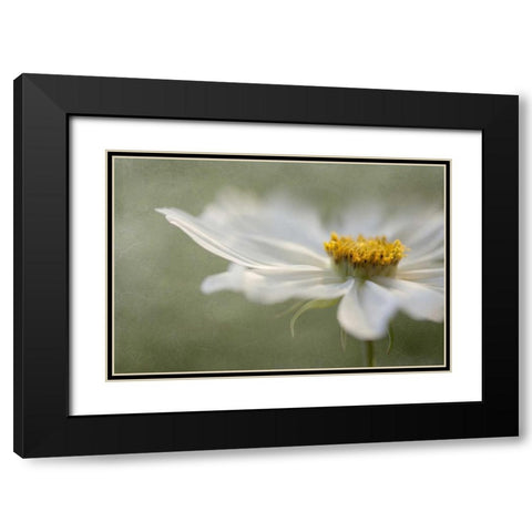 Whisper Black Modern Wood Framed Art Print with Double Matting by Disher, Mandy