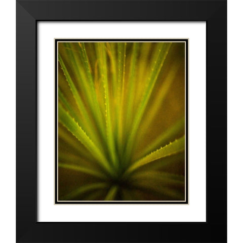 California Monocot Black Modern Wood Framed Art Print with Double Matting by France, Todd