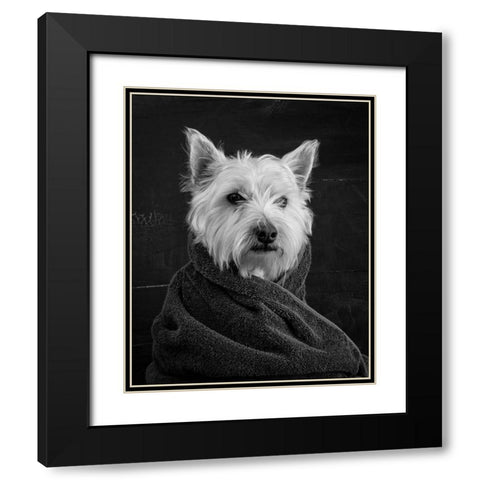Portrait of a Westy Dog Black Modern Wood Framed Art Print with Double Matting by Fielding, Edward M.