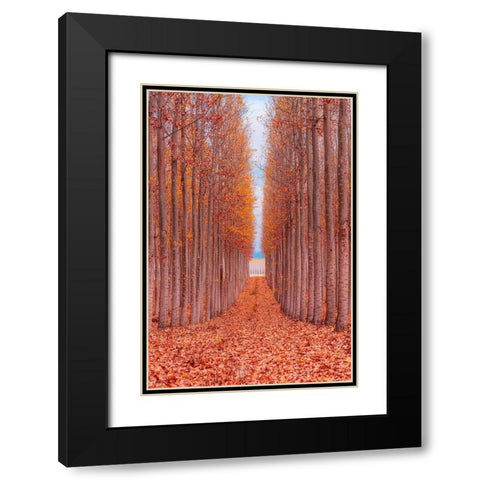 Tree Farm Black Modern Wood Framed Art Print with Double Matting by Getty, Bruce