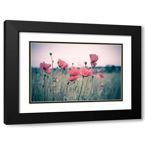 Pink Tulips Black Modern Wood Framed Art Print with Double Matting by Goncalves, Adelino