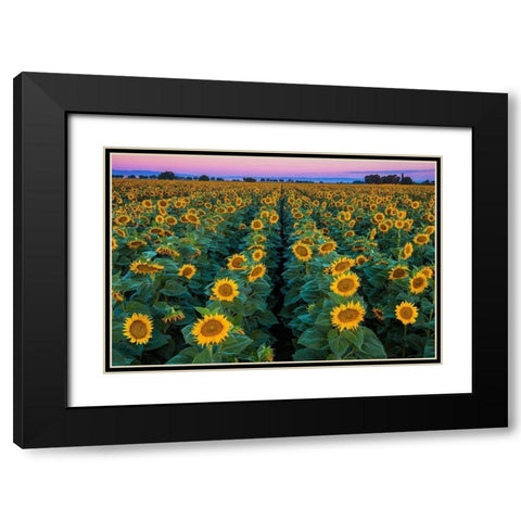 Dawn Sunflowers Black Modern Wood Framed Art Print with Double Matting by Gavrilis, John