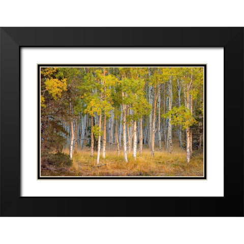 June Lake Aspen Black Modern Wood Framed Art Print with Double Matting by Gavrilis, John
