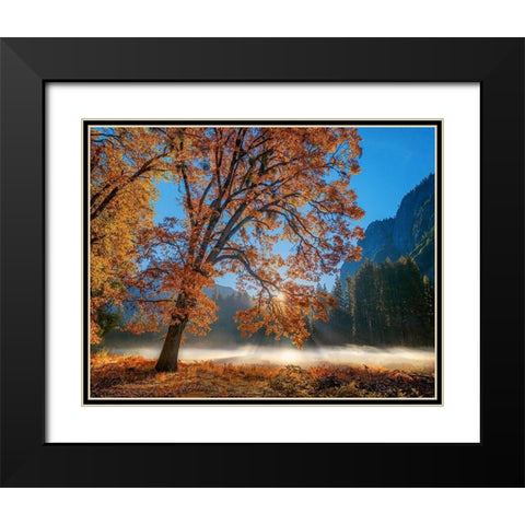 Autumn Oak Sunrise And Fog Black Modern Wood Framed Art Print with Double Matting by Gavrilis, John