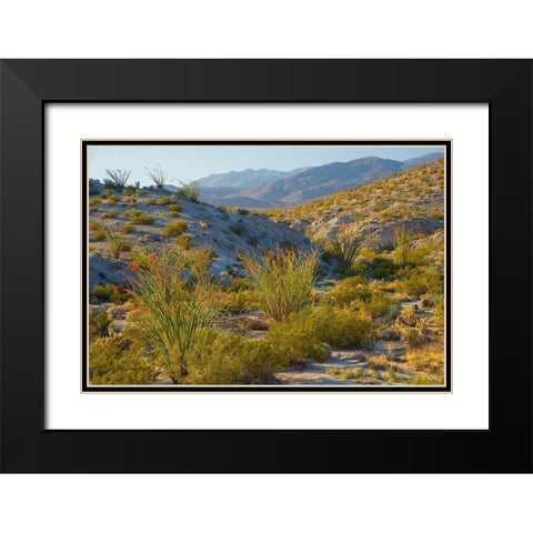 Desert Ocotillo Landscape Black Modern Wood Framed Art Print with Double Matting by Gavrilis, John