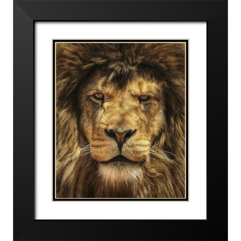 Lion King Black Modern Wood Framed Art Print with Double Matting by Grippo-Pike, Carrie Ann