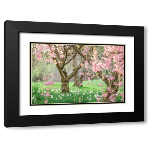 Springtime Fairytale Cherry Tree Black Modern Wood Framed Art Print with Double Matting by Grippo-Pike, Carrie Ann