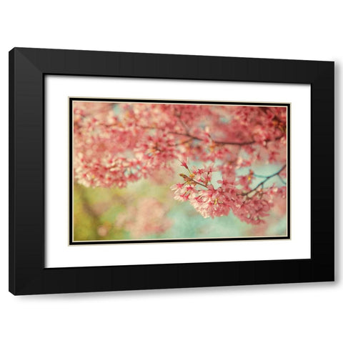 Cheery Cherry Blossoms Black Modern Wood Framed Art Print with Double Matting by Grippo-Pike, Carrie Ann