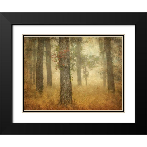 Oak Grove in Fog Black Modern Wood Framed Art Print with Double Matting by Guion, William