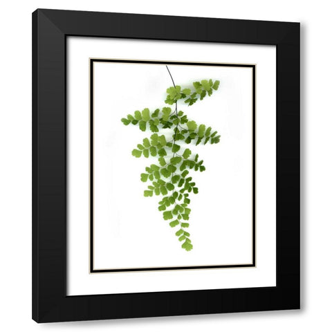 Green Maidenhair Black Modern Wood Framed Art Print with Double Matting by Greer, Lexie