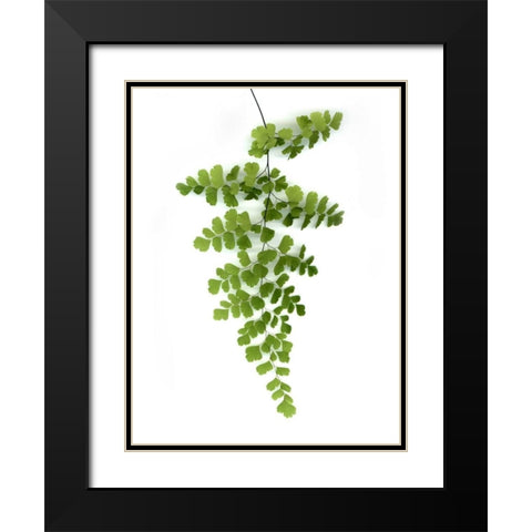 Green Maidenhair Black Modern Wood Framed Art Print with Double Matting by Greer, Lexie