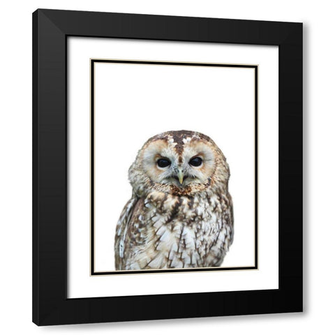 Owl Black Modern Wood Framed Art Print with Double Matting by Greer, Lexie