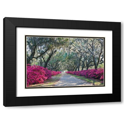 Azaleas Bonaventure Black Modern Wood Framed Art Print with Double Matting by Hiers, Winthrope