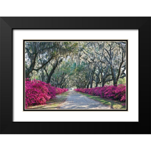 Azaleas Bonaventure Black Modern Wood Framed Art Print with Double Matting by Hiers, Winthrope