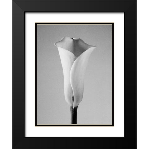 Calla No. 1 Black Modern Wood Framed Art Print with Double Matting by PhotoINC Studio