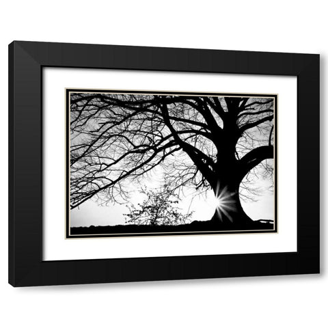 Oak Silhouette Black Modern Wood Framed Art Print with Double Matting by PhotoINC Studio