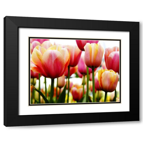 Tulips Black Modern Wood Framed Art Print with Double Matting by PhotoINC Studio
