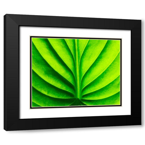 Green Design Black Modern Wood Framed Art Print with Double Matting by PhotoINC Studio