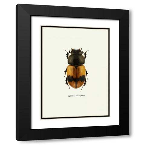 Beetle Orange Black Modern Wood Framed Art Print with Double Matting by GraphINC