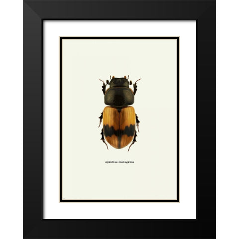 Beetle Orange Black Modern Wood Framed Art Print with Double Matting by GraphINC