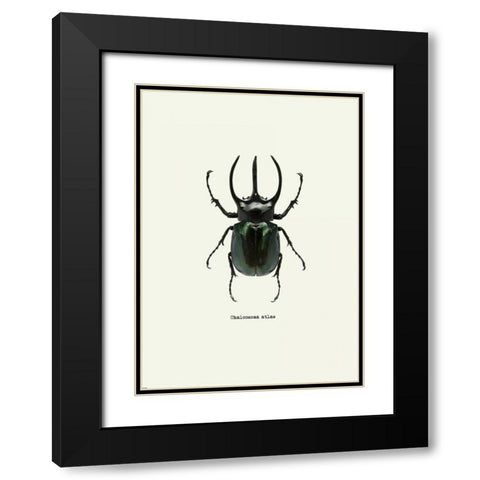 Beetle Black Black Modern Wood Framed Art Print with Double Matting by GraphINC