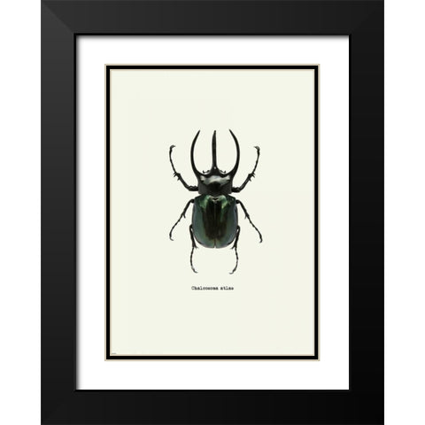 Beetle Black Black Modern Wood Framed Art Print with Double Matting by GraphINC