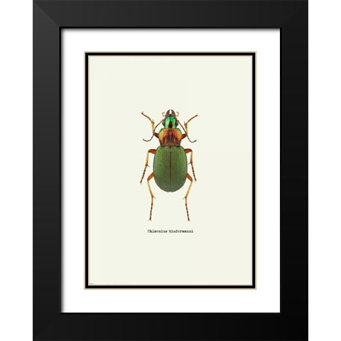 Beetle Green Black Modern Wood Framed Art Print with Double Matting by GraphINC