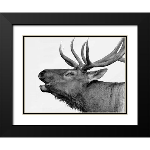Deer Black Modern Wood Framed Art Print with Double Matting by PhotoINC Studio