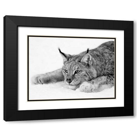 Lynx Black Modern Wood Framed Art Print with Double Matting by PhotoINC Studio