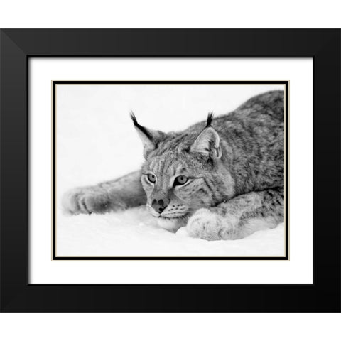 Lynx Black Modern Wood Framed Art Print with Double Matting by PhotoINC Studio