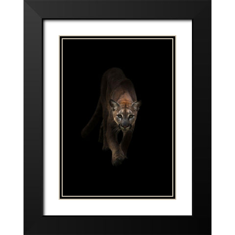 Lion Black Modern Wood Framed Art Print with Double Matting by Incado