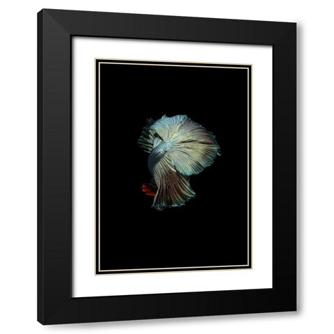 Turquoise and Red Betta Black Modern Wood Framed Art Print with Double Matting by Incado