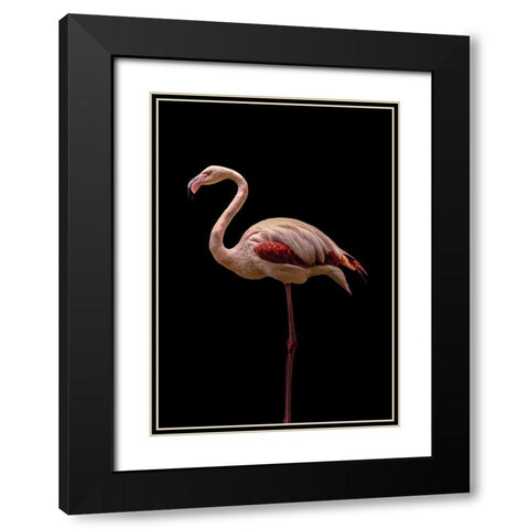 Flamingo Black Modern Wood Framed Art Print with Double Matting by Incado