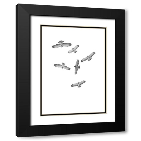 Birds of Prey Black Modern Wood Framed Art Print with Double Matting by Incado