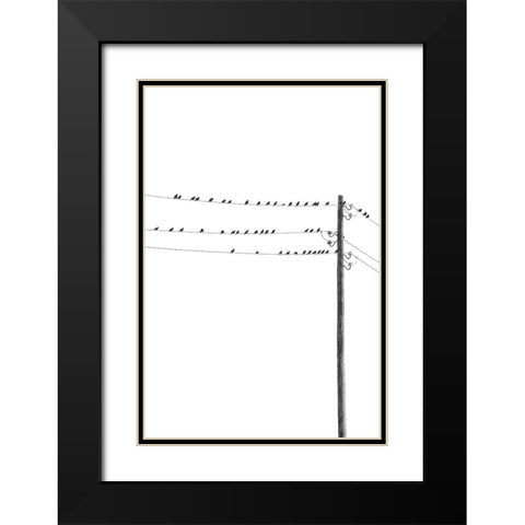 Birds on Wires Black Modern Wood Framed Art Print with Double Matting by Incado