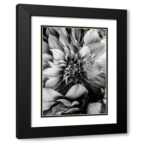 B And W Flower 4 Black Modern Wood Framed Art Print with Double Matting by Incado