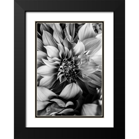 B And W Flower 4 Black Modern Wood Framed Art Print with Double Matting by Incado