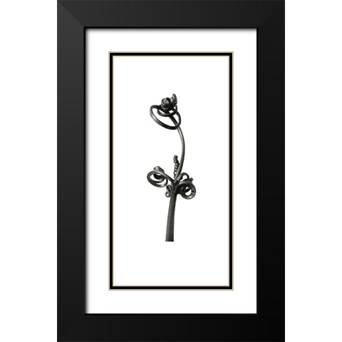 Blossfeldt Botanical No. 4 Black Modern Wood Framed Art Print with Double Matting by Incado