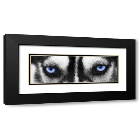 Husky Black Modern Wood Framed Art Print with Double Matting by PhotoINC Studio