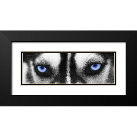 Husky Black Modern Wood Framed Art Print with Double Matting by PhotoINC Studio